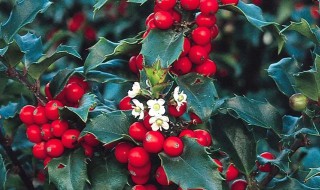 雌雄异株的植物（雌雄异株的植物有性染色体吗）