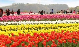 郁金香3月种植可以吗（郁金香4月种植可以吗）