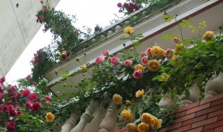 梦幻褶边月季是藤本还是灌木（月季魅力波浪是藤本还是灌木）