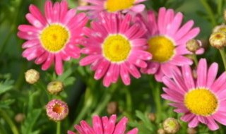 茼蒿菊的种植方法（茼蒿怎么种植方法如下）