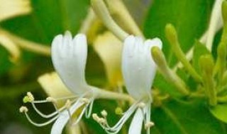 金银花叶子发黄发黑枯萎的原因 新种植的金银花叶子干枯发黄发黑