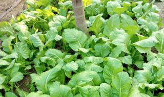 青菜叶子上有白色斑点是什么病 青菜叶子上有白色斑点是什么病图片