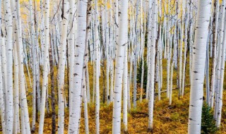 白桦是什么象征 白桦的寓意是什么