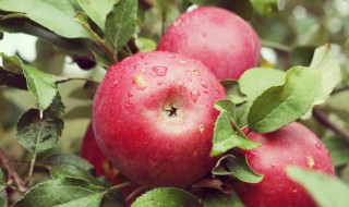 苹果核可以吃吗 苹果的核能吃吗?