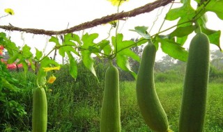 丝瓜怎么种 丝瓜怎么种才多结果