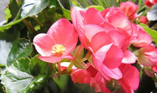 铁杆海棠花的养殖方法和注意事项（铁杆海棠花的养殖方法和注意事项图片）