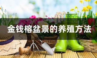 金钱榕盆景的养殖方法 金钱榕盆景的养殖方法和技巧