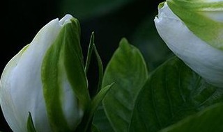 栀子花有白色的虫子怎么办 栀子花有白色的虫子怎么办图片