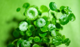 铜钱草水培黄叶怎么办 铜钱草水培黄叶怎么办啊