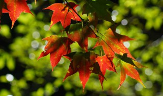 枫树品种（枫树品种简介）