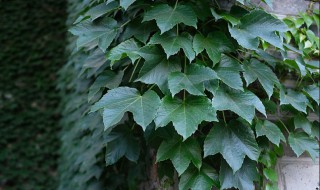 常春藤花怎么浇水（常春藤花怎么浇水视频）