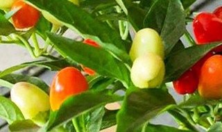 五彩辣椒家庭盆栽方法（盆栽五彩椒的种植方法）