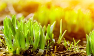 草芽是什么植物（草芽是什么植物长成的图片）