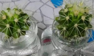 仙人球拦腰切还能活吗（仙人球截断能活吗）