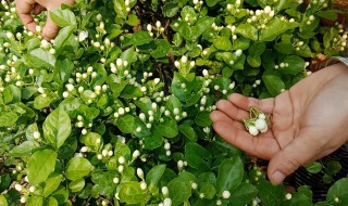 茉莉花施什么肥 茉莉花施什么肥好
