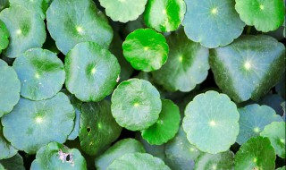 铜钱草水培多久换一次水 铜钱草水培用换水吗