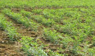 枣树移栽后多久活过来（移栽枣树苗多久发芽）