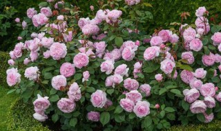 浓香型月季有哪些品种（浓香型月季有哪些品种）