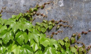 哪些花植物能爬墙 哪些花植物能爬墙上