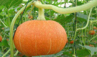 日本南瓜的种植方法和时间（日本南瓜几月份种）