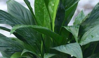 白掌叶尖发黄焦边补救方法 白掌叶子发黄焦边干枯是怎么回事