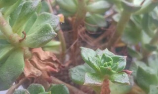 多肉叶子长黑斑怎么办 多肉叶子长黑斑是怎么回事