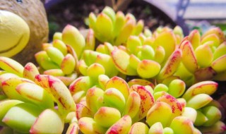 夏季多肉的养殖方法和浇水（多肉夏季如何浇水）