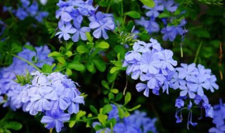 蓝雪花不开花是怎么回事（我的蓝雪花为什么不开花）