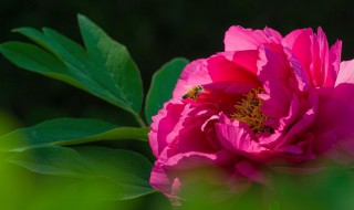 各国的国花是什么花 各国的国花是什么花啊