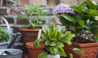 栀子花僵苗不长怎么办（栀子花僵苗是什么原因）