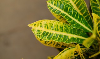 七彩变色龙花怎么养（花卉变色龙怎么养）