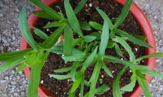 麦蓝菜和满天星幼苗的区别（麦蓝菜和满天星幼苗的区别是什么）