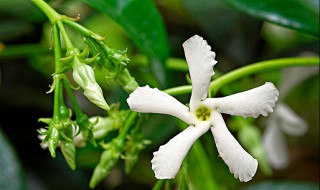 茉莉花香不香 茉莉花香不香的原因