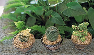 放阳台耐热耐晒植物 放阳台耐热耐晒植物又好养