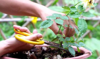 月季只剩杆如何恢复 月季只剩下一个杆子还有救吗?