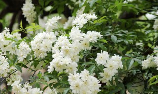 木香花的扦插繁殖方法 木香花的扦插繁殖方法春天能插吗