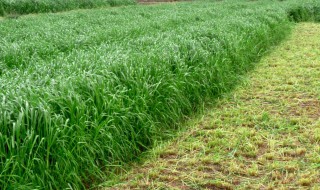 黑麦草几月播种（黑麦草几月播种最好）