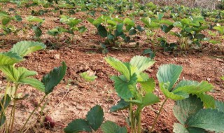 草莓苗怎样种才长得多又好? 草莓苗怎样种才长得多又好看视频