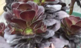 黑法师突然大量掉叶子（黑法师突然大量掉叶子怎么办）