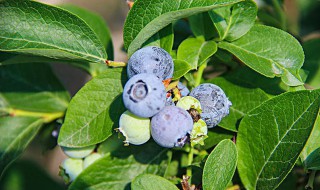 蓝莓生长环境条件 蓝莓生长环境条件是什么