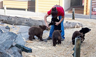 饲养员是干什么的 高级饲养员是干什么的