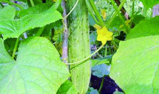 阳台黄瓜为什么只开花不结果（阳台盆栽黄瓜为什么只开花不结黄瓜）