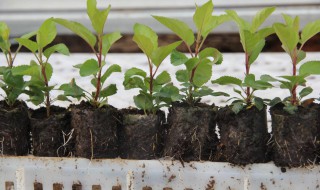 万能砧木是什么树 最好的砧木