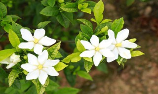 栀子花黄叶掉花苞是什么原因 栀子花黄叶掉花苞是什么原因造成的