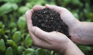 肥料的种类有哪些（肥料的种类有哪些?相应的施肥方式有哪些?）