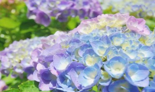 绣球颜色为什么会变 绣球颜色为什么会变深