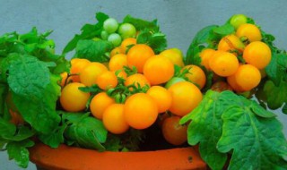 盆栽番茄一盆种几颗（盆栽番茄一盆种几颗好）