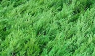 墓地绿化树苗有哪几种 墓地绿化常用树