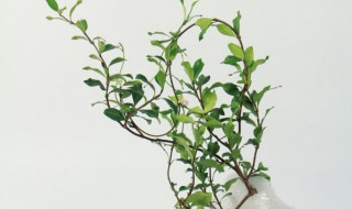 盘龙桂和风车茉莉的区别 盘龙桂和风车茉莉的区别