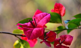 盆栽三角梅浇水方法 盆栽三角梅如何浇水